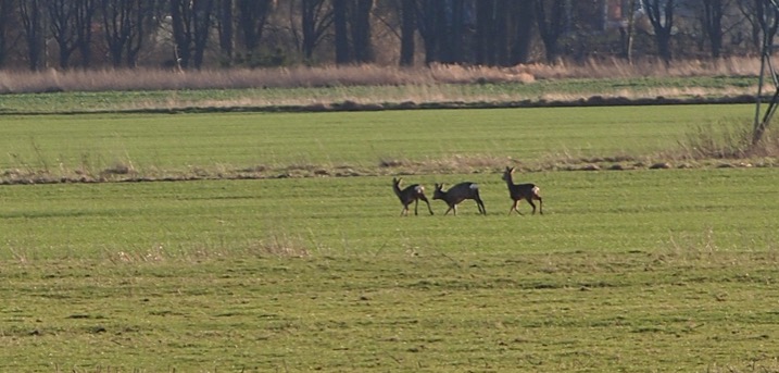 Rehe in der Nähe von Butendiek